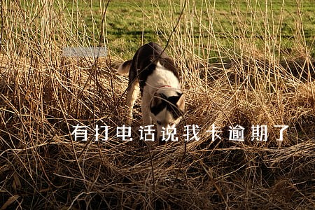有打电话说我卡逾期了