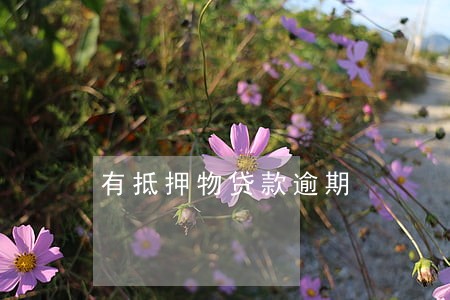 有抵押物贷款逾期
