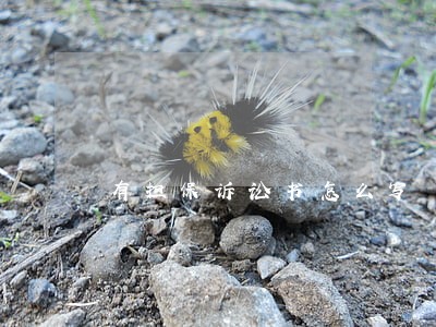有担保诉讼书怎么写
