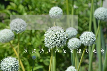 有按揭房征信有逾期也能贷 有按揭房征信有逾期也能贷