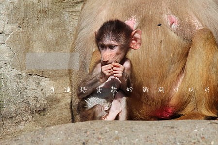 有捷信贷款的逾期可以买车吗 有捷信贷款的逾期可以买车吗