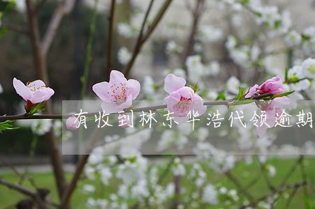 有收到林东华浩代领逾期的录像吗 有收到林东华浩代领逾期的录像吗