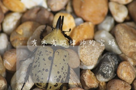 有木有做律师的宝妈 有木有做律师的宝妈