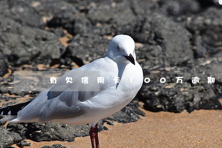 有欠信用卡100万逾期的 有欠信用卡100万逾期的
