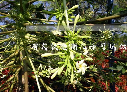 有欠款逾期几千可以做法人吗 有欠款逾期几千可以做法人吗