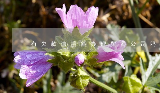 有欠款逾期能办理贸易公司吗 有欠款逾期能办理贸易公司吗