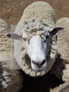 有正规的网贷逾期吗 有正规的网贷逾期吗