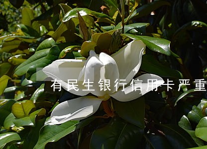 有民生银行信用卡严重逾期的吗