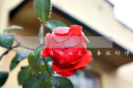 有没有专业交通事故的律师 有没有专业交通事故的律师