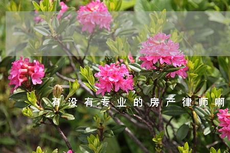 有没有专业的房产律师啊 有没有专业的房产律师啊