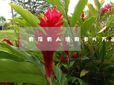 有没有人信用卡5万逾期半年的
