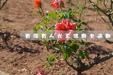 有没有人光大信用卡逾期的 有没有人光大信用卡逾期的