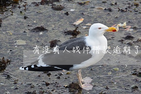 有没有人钱伴借款逾期了 有没有人钱伴借款逾期了