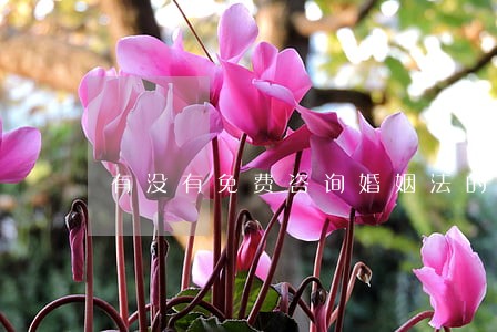 有没有免费咨询婚姻法的律师 有没有免费咨询婚姻法的律师