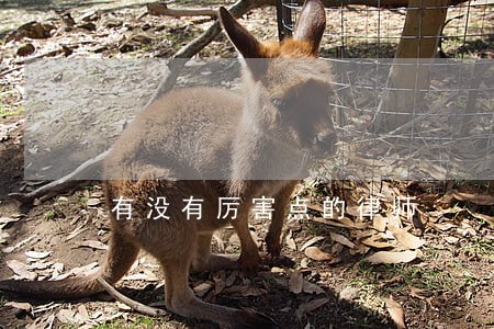 有没有厉害点的律师 有没有厉害点的律师