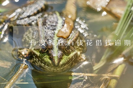 有没有在有钱花借钱逾期的 有没有在有钱花借钱逾期的