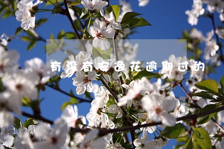 有没有安逸花逾期过的 有没有安逸花逾期过的