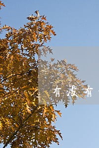 有没有平安新一贷逾期的 有没有平安新一贷逾期的
