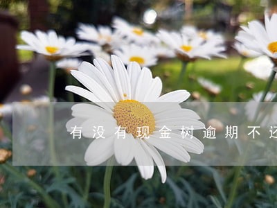 有没有现金树逾期不还的 有没有现金树逾期不还的