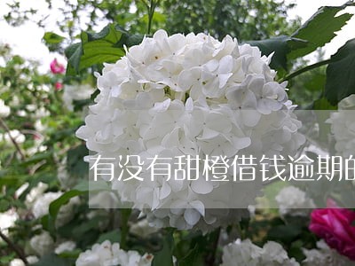 有没有甜橙借钱逾期的 有没有甜橙借钱逾期的