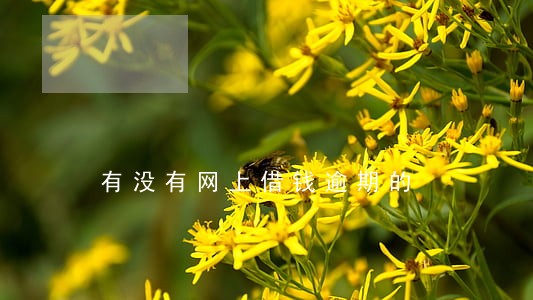 有没有网上借钱逾期的 有没有网上借钱逾期的
