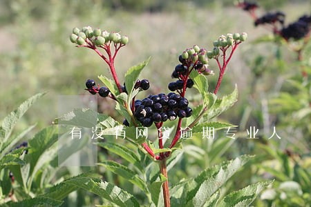 有没有网贷逾期专业人 有没有网贷逾期专业人