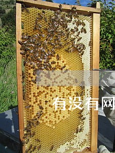 有没有网贷逾期借到钱的