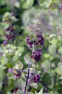 有没有网贷逾期被起诉的案例