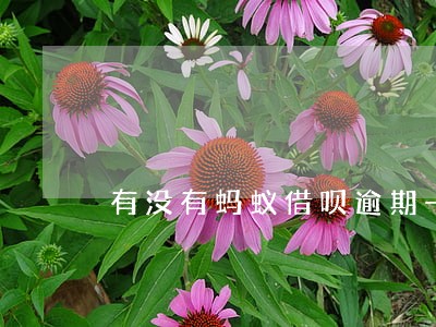 有没有蚂蚁借呗逾期一年的 有没有蚂蚁借呗逾期一年的