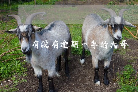 有没有逾期一年的大哥 有没有逾期一年的大哥