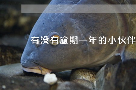 有没有逾期一年的小伙伴 有没有逾期一年的小伙伴