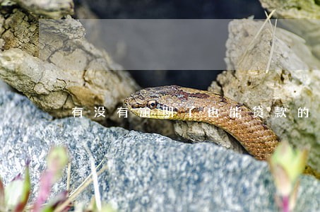 有没有逾期了也能贷款的平台 有没有逾期了也能贷款的平台