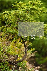 有没有逾期网黑借钱平台 有没有逾期网黑借钱平台