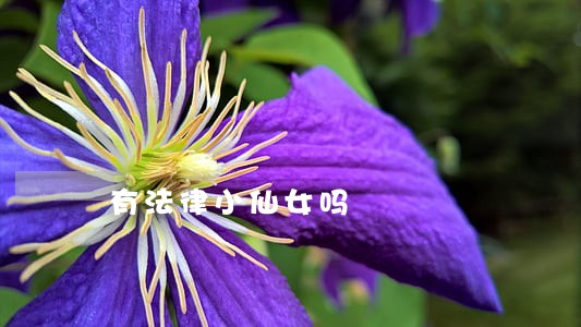 有法律小仙女吗 有法律小仙女吗