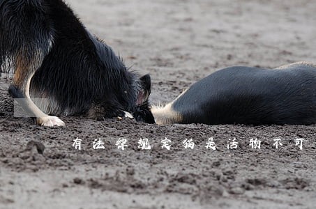 有法律规定猫是活物不可以退吗 有法律规定猫是活物不可以退吗