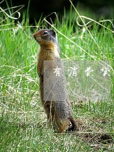 有消费贷网贷没逾期影响房贷吗 有消费贷网贷没逾期影响房贷吗