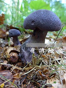 有消除逾期记录的机构吗 有消除逾期记录的机构吗