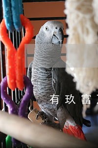 有玖富万卡逾期的老哥吗 有玖富万卡逾期的老哥吗