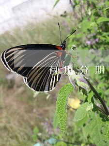 有用分期只还本金不还利息 有用分期只还本金不还利息