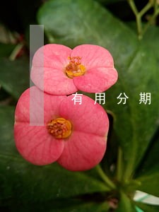 有用分期怎么查询逾期 有用分期怎么查询逾期