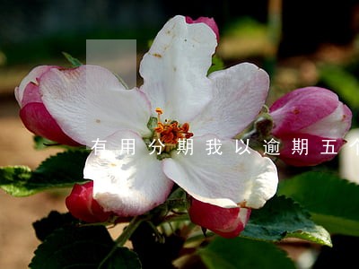 有用分期我以逾期五个月怎样 有用分期我以逾期五个月怎样