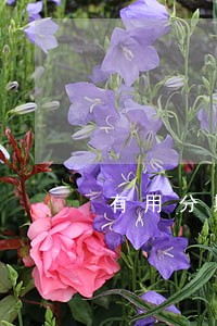 有用分期逾期2018 有用分期逾期2018