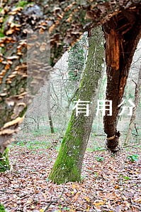 有用分期逾期3天会怎样 有用分期逾期3天会怎样