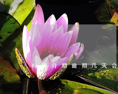 有用分期逾期几天会联系家人 有用分期逾期几天会联系家人