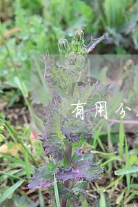 有用分期逾期多长时间合同终止 有用分期逾期多长时间合同终止