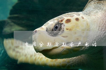有用分期逾期客户电话 有用分期逾期客户电话