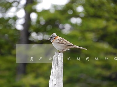 有用分期逾期网络仲裁 有用分期逾期网络仲裁