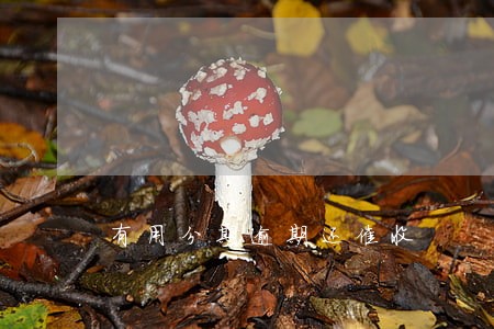 有用分期逾期还催收 有用分期逾期还催收