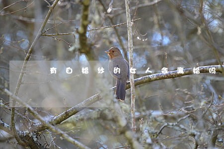 有白婚纱的女人会离婚吗 有白婚纱的女人会离婚吗