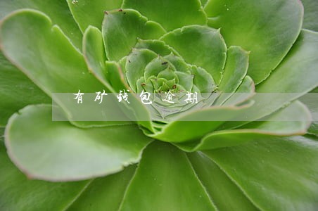 有矿钱包逾期 有矿钱包逾期